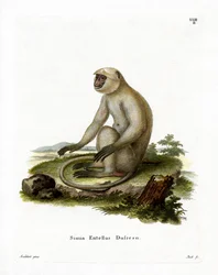 Northern Plains Grey Langur (färgad gravyr)