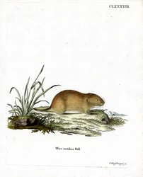 Northern Red-backed Vole (färgad gravyr)