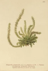 Nordlig spikmossa (Selaginella selaginoides, Selaginella spinulosa, Lycopodium selaginoides, Bernhardia spinosa)