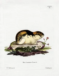 Norway Lemming (färgad gravyr)