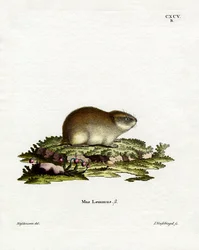 Norway Lemming (färgad gravyr)