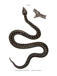 Noshornad huggorm (färg litho)