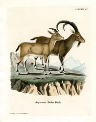 Nubian Ibex (färgad gravyr)
