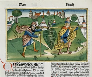 Nummer 13 23 Eschols druvor, från Nürnbergbibeln (Biblia Sacra Germanaica) (färgat träsnitt)