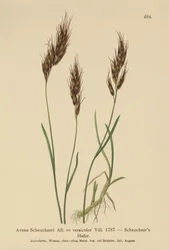 Havregräs (Avena Scheuchzeri, Avena versicolor, Avena alpina)