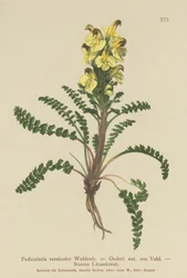 Oeders lusseört (Pedicularis versicolor, Pedicularis Oederi)