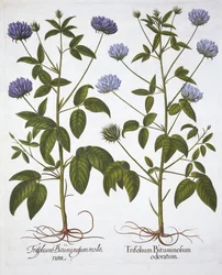 Enblommiga klöver, från Hortus Eystettensis, av Basil Besler (1561-1629), pub. 1613 (handfärgad gravyr)