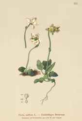 Enblommig vintergrön (Pirola uniflora, Pyrola uniflora, Moneses uniflora, Monesis uniflora)
