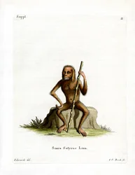Orang-Outang (färgad gravyr)