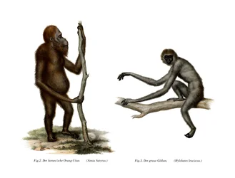 Orang-Outang, 1860