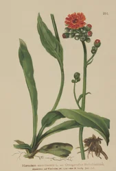 Orange hökgräs (Hieracium aurantiacum, Hieracium brunneocroceum, Pilosella aurantiaca)