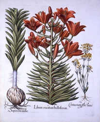 Orange Lily with Bulbils and Bulbs, Senblommande Blackstoria, från Hortus Eystettensis, av Basil Besler (1561-1629), pub. 1613 (handfärgad gravyr)