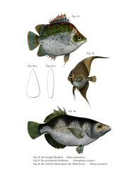 Orbiculated Batfish (färg litho)