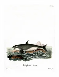 Orca (färgad gravyr)