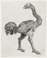 Struts
