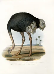 Struts, 1864