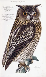 Uggla, 1733-1763