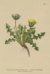 Pacheris Maskros (Taraxacum Pacheri)