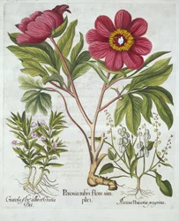 Paeony, Hedge Isop and Sheeps Sorrel, från Hortus Eystettensis, av Basil Besler (1561-1629), pub. 1613 (handfärgad gravyr)