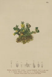 Blek stengröda (Sedum alpestre, Sedum repens, Sedum rubens)