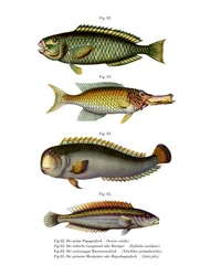 Polychic partfish (svart litho)