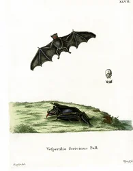 Pallas långtunga fladdermus (färgad gravyr)