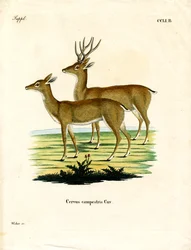 Pampas Deer (färgad gravyr)