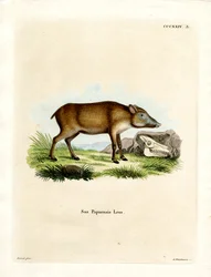 Papuanska vildsvin