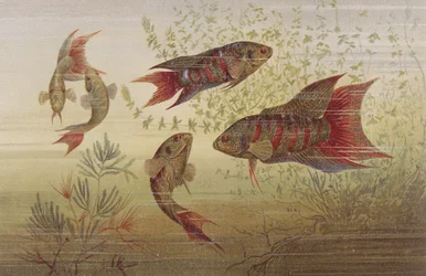 Paradise fish, tallrik ur Brehms Animal Life: General Knowledge of the Animal Kingdom, vol.8, sid. 184, utgiven av Bibliografiska Institutet, 1892