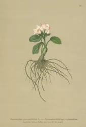 Parnassia-bladig kråkfot (Ranunculus parnassifolius)