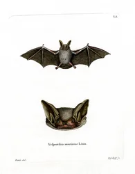 Particolored Bat (färgad gravyr)