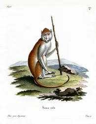 Patas Monkey (färgad gravyr)