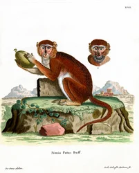 Patas Monkey (färgad gravyr)