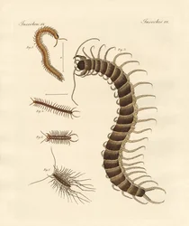 Märkliga insekter