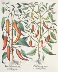 Paprika: 1. Piper Indicum longum; 2. Piper Indicum minus recurvis filiquis, från Hortus Eystettensis av Basil Besler (1561-1629), pub. 1613
