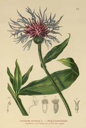 Perenn blåklint (Centaurea montana)