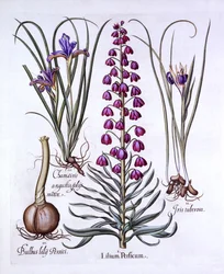 Persisk lilja och iris, från Hortus Eystettensis, av Basil Besler (1561-1629), pub. 1613 (handfärgad gravyr)