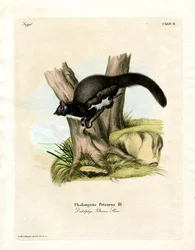 Petaurine Opossum (färgad gravyr)