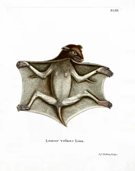 Philippine Flying Lemur (färgad gravyr)