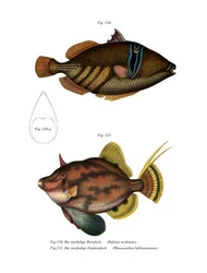 Picasso fisk (färg litho)