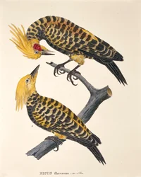 Picus Flavescens, från 