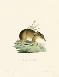 Pig-footed Bandicoot (färgad gravyr)
