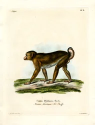 Svinmakak