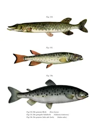 Gädda (färg litho)
