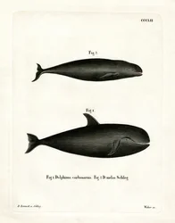 Pilotval (färgad gravyr)