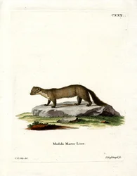 Pine Marten (färgad gravyr)