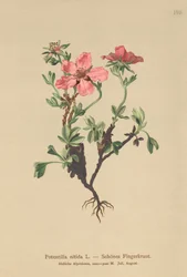 Rosa Cinquefoil (Potentilla nitida)