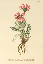 Rosa lusseört (Pedicularis rosea)