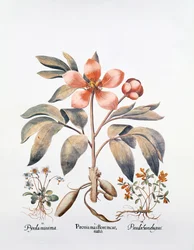 Rosa pion (handfärgad gravyr)