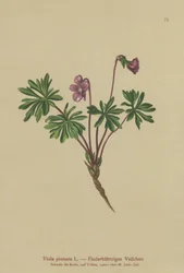 Pinnate Violet (Viola pinnata)
